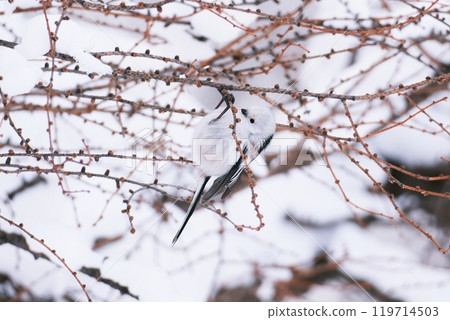 A long-tailed tit appears in the park A long-tailed tit appears in the park 119714503
