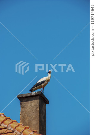 The stork builds a nest on the chimney of a village house 119714643