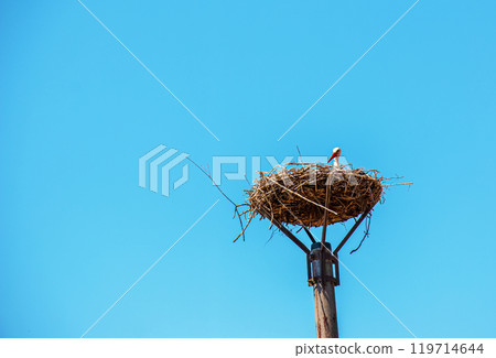 Beautiful white stork resting on the nest Beautiful white stork resting on the nest 119714644