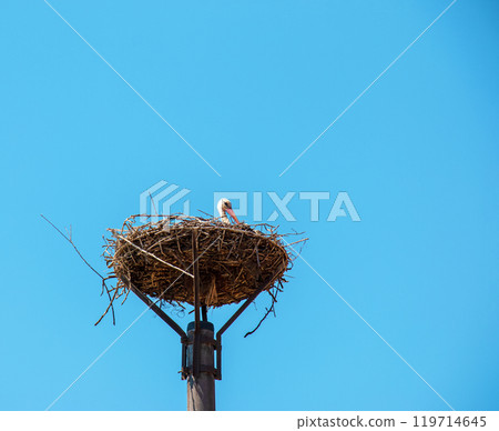 Beautiful white stork resting on the nest Beautiful white stork resting on the nest 119714645