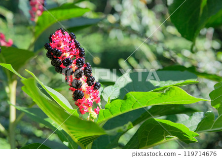 Flowers of Phytolacca acinosais growing in garden. Countryside. Black flowers in meadow. Blooming flowers. Cottage garden. 119714676