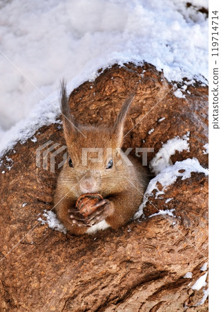 松鼠在巢裡吃核桃 119714714