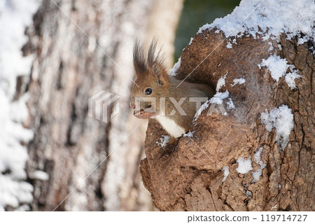 A Hokkaido squirrel emerges from its burrow with a walnut in its mouth A Hokkaido squirrel emerges from its burrow with a walnut in its mouth 119714727