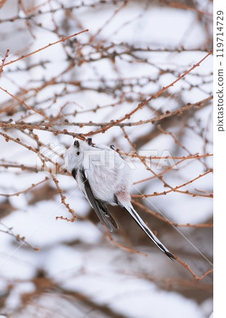 Cute striped long-tailed tit Cute striped long-tailed tit 119714729
