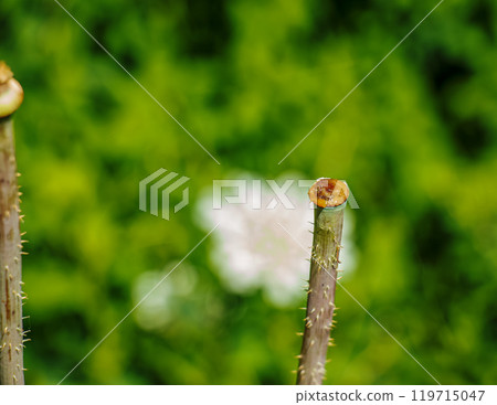 The achene with the seeds of a ripening poppy is torn off. Stem of medicinal red poppy. The achene with the seeds of a ripening poppy is torn off. Stem of medicinal red poppy. 119715047