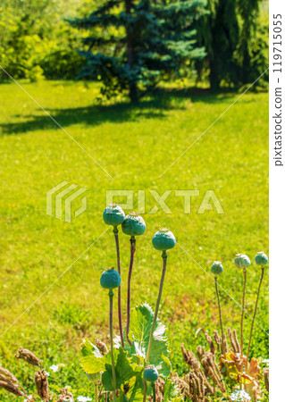 Achene with seeds of the maturing poppy plant. The stem and the box with the seeds of medicinal red poppy. Achene with seeds of the maturing poppy plant. The stem and the box with the seeds of medicinal red poppy. 119715055