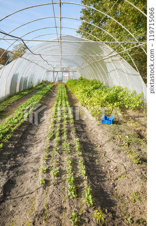 Organic farm polytunnel damaged by storm. 119715066
