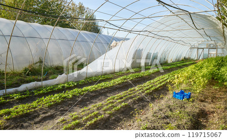 Organic farm polytunnel damaged by storm. Organic farm polytunnel damaged by storm. 119715067