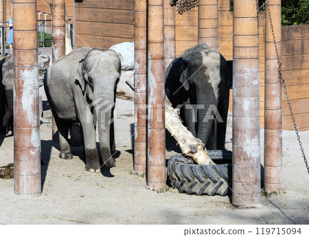 Big elephants in a zoo walk and play. Big elephants in a zoo walk and play. 119715094