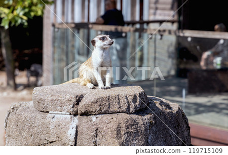 Meerkat or suricate sits on a rock 119715109