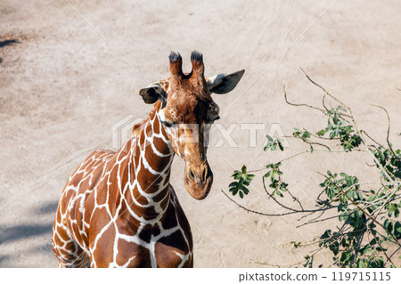 Beautiful tall giraffe walking on a sunny day Beautiful tall giraffe walking on a sunny day 119715115