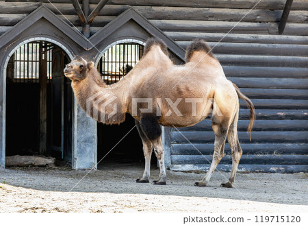 One two humped camel stands near its pen One two humped camel stands near its pen 119715120