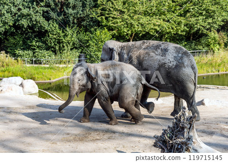 The elephant and her baby elephant are walking together The elephant and her baby elephant are walking together 119715145