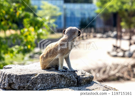 Meerkat or suricate sits on a rock Meerkat or suricate sits on a rock 119715161