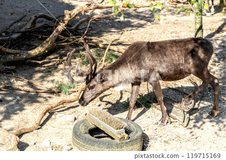 Beautiful horned deer. Animal protection 119715169