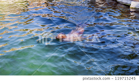The seal is swimming in the water 119715245