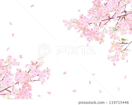 Cherry tree with warbler - Beautiful light pink cherry blossoms and petals Spring watercolor white back frame background material illustration 119715446