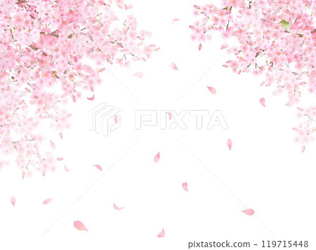 Cherry tree with warbler - Beautiful light pink cherry blossoms and petals Spring watercolor white back frame background material illustration Cherry tree with warbler - Beautiful light pink cherry blossoms and petals Spring watercolor white back frame background material illustration 119715448