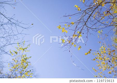 Autumn white birch Autumn white birch 119715613