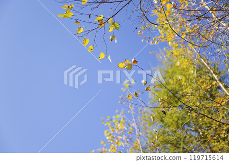 Autumn white birch Autumn white birch 119715614