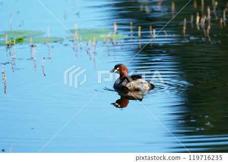 Little Grebe "Wild Bird" 119716235