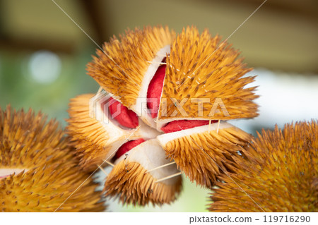 durian fruit partially opened up revealing resting inside thorny skins durian fruit partially opened up revealing resting inside thorny skins 119716290