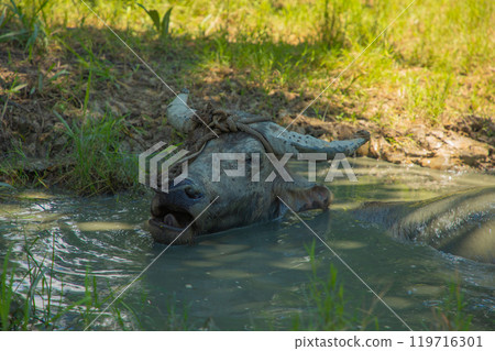 An Asian small gray mule grazes in a palm grove. Palm oil industry 119716301