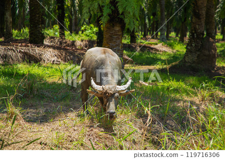 An Asian small gray mule grazes in a palm grove. Palm oil industry 119716306
