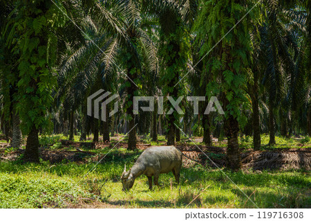 An Asian small gray mule grazes in a palm grove. Palm oil industry 119716308