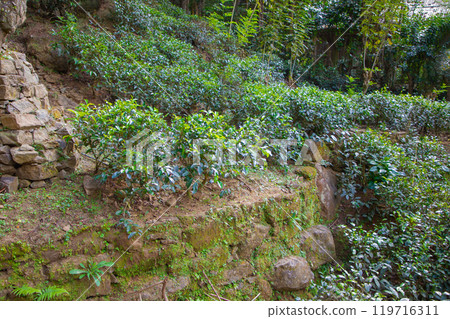 high mountain tea plantation in Sri Lanka 119716311