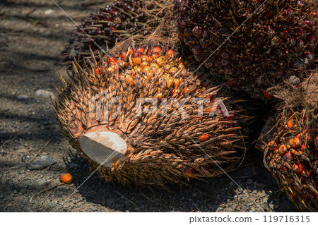 closeup of ripe palm oil fruits. 119716315