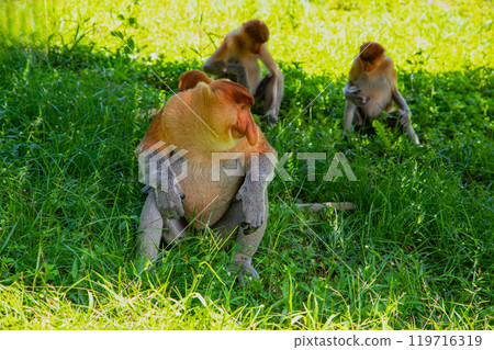 Proboscis Monkey Nasalis larvatus in mangrove rain forest 119716319