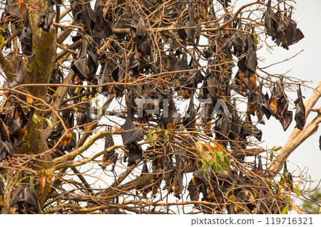 close-up hanging Mariana fruit bat Pteropus mariannus 119716321