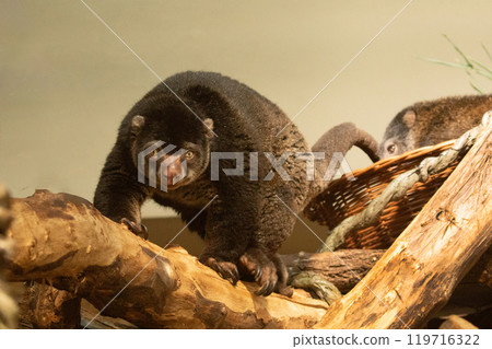 cute wild bear cuscus aulirops ursinus arboreal against blure background. 119716322