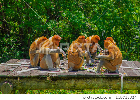 Proboscis Monkey Nasalis larvatus in mangrove rain forest Proboscis Monkey Nasalis larvatus in mangrove rain forest 119716324