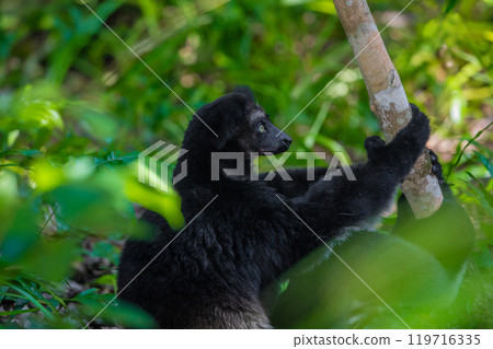 Lemur Indri indri, babakoto largest lemur from Madagascar 119716335