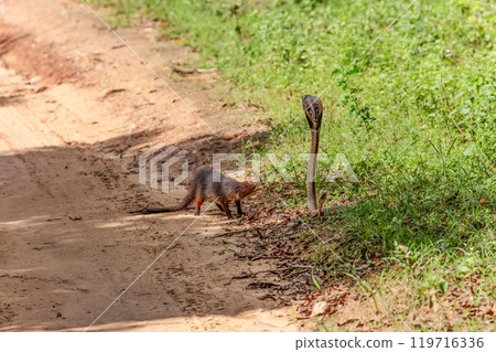 mongoose fights with an aggressive cobra in the wild mongoose fights with an aggressive cobra in the wild 119716336