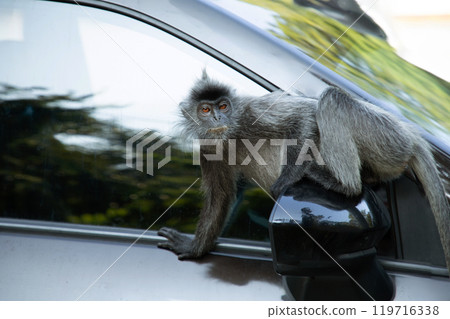 Closeup portrait of Tufted gray langur Semnopithecus priam Closeup portrait of Tufted gray langur Semnopithecus priam 119716338