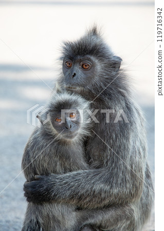 Closeup portrait of Tufted gray langur Semnopithecus priam 119716342