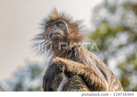 Closeup portrait of Tufted gray langur Semnopithecus priam 119716364