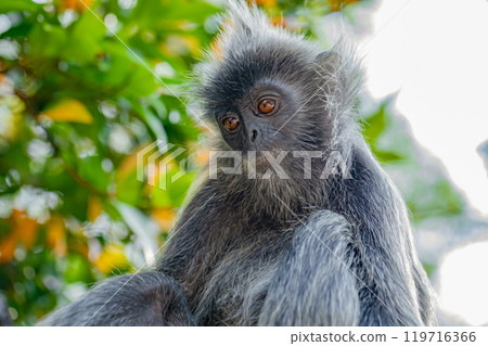 Closeup portrait of Tufted gray langur Semnopithecus priam Closeup portrait of Tufted gray langur Semnopithecus priam 119716366