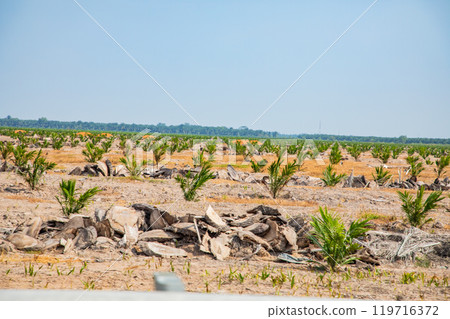 Young palm groves for palm oil production grow along the highway . Small palms 119716372