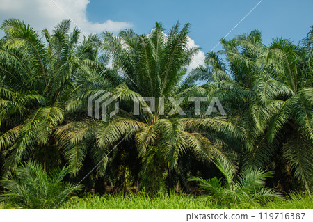 palm tree alley way along roads 119716387
