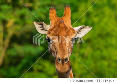 Giraffe in selective focus on green natural background Giraffe in selective focus on green natural background 119716407