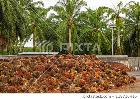 Fresh Fruit Bunch in a Palm Oil Plantation after cutting 119716410
