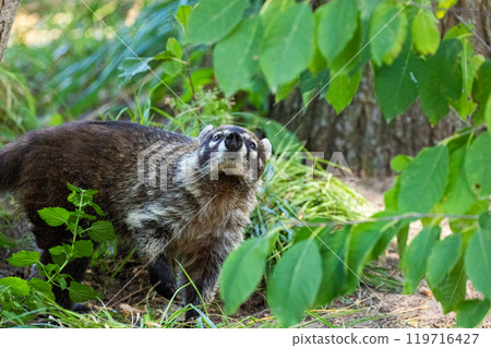 South American Coati, or Ring-tailed Coati Nasua nasua 119716427