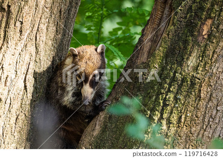 South American Coati, or Ring-tailed Coati Nasua nasua 119716428