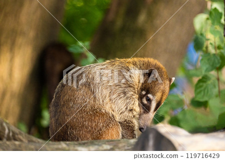 South American Coati, or Ring-tailed Coati Nasua nasua 119716429