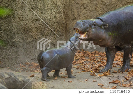 Pygmy hippopotamus Choeropsis liberiensis with mother Pygmy hippopotamus Choeropsis liberiensis with mother 119716430