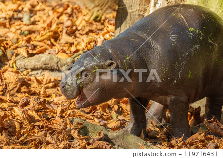 Pygmy hippopotamus Choeropsis liberiensis with mother Pygmy hippopotamus Choeropsis liberiensis with mother 119716431